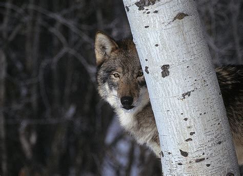 Wolf Hiding 1xbet